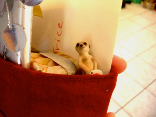 Meerkat in stocking!
