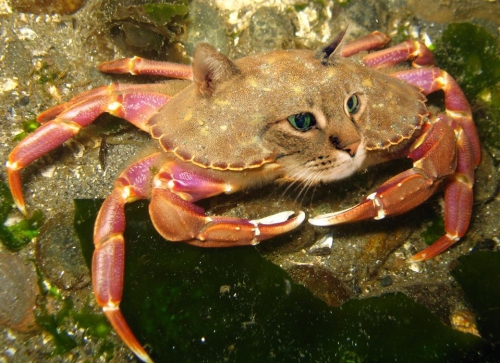 ...or a Dungeness Schween Crab?
