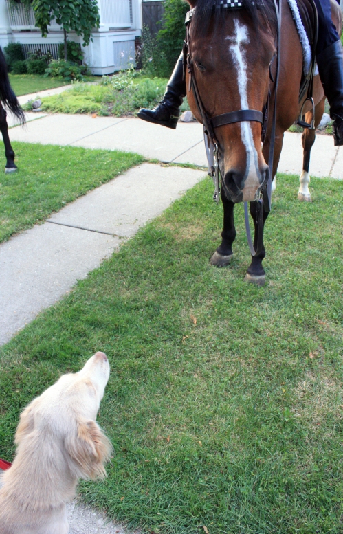 This is Latte the dog. He wants to pet the horses too. 