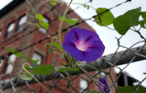 I have a lot in common with the morning glories that climb the fence near my train. Here is how they look before lunch.
